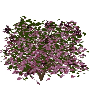 红花继木绿植sketchup模型，室内观叶植物skp文件下载