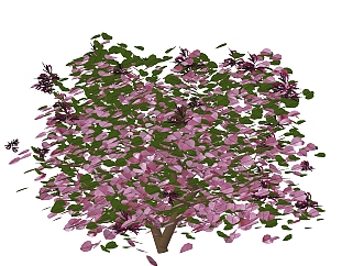红花继木<em>绿植</em>sketchup模型，室内观叶植物skp文件下载